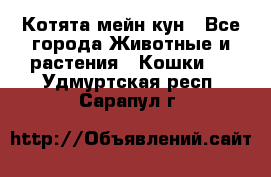 Котята мейн кун - Все города Животные и растения » Кошки   . Удмуртская респ.,Сарапул г.